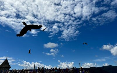 Falconry